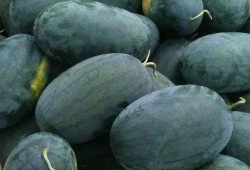 看瓜比吃瓜还甜,看瓜比吃瓜还甜的奇妙体验