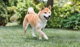 柴犬可以吃白瓜吗吗,白瓜是否适合作为其美食伴侣？