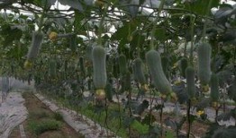 六月瓜怎么吃,解锁夏日清新美味