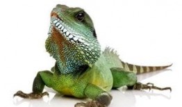 吃瓜蜥蜴视频解说