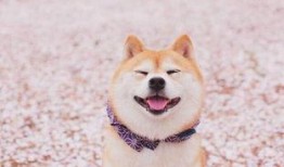 柴犬可以吃白瓜吗吗,白瓜是否适合作为其美食伴侣？