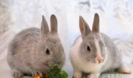 兔子可以吃土瓜吗,兔子适宜食用土瓜吗？营养分析及食用建议