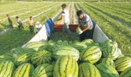 侨中吃瓜.Bot,揭秘校园热点事件背后的真相