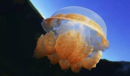 大瓜水母吃小瓜水母,一场水下的生存之战