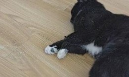 雪球吃瓜是什么,揭秘网络热词背后的趣味与现象