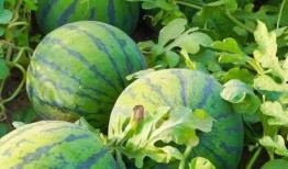 家人们吃不吃瓜,热闹非凡的夏日盛宴