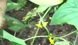 太九新鲜吃瓜,揭秘娱乐圈幕后故事