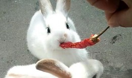兔宝宝吃瓜视频,萌宠趣味瞬间，萌化你的心