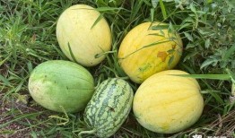 丽水今日吃瓜新闻视频,今日吃瓜新闻视频揭秘惊人内幕