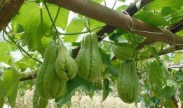 儿子吃佛手瓜,开启健康美味新篇章