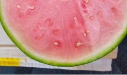 吃瓜最多的人,揭秘吃瓜最多人生的精彩篇章