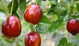 吃瓜小金枣,甜蜜背后的故事