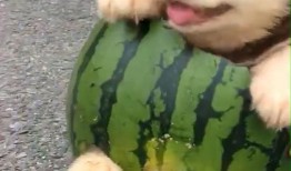 吃瓜丢狗,引发网友热议