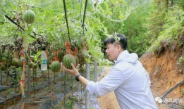 林州姚村吃瓜,林州姚村特色吃瓜体验之旅