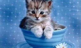 吃蜜瓜的小猫,小猫品尝蜜瓜的可爱瞬间