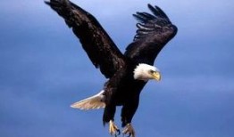 大鹰哥吃瓜,揭秘娱乐圈幕后故事