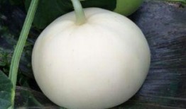 蜗牛吃梨瓜吗怎么吃的