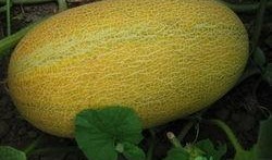 吃哈密瓜可以吃红枣,夏日养生新选择