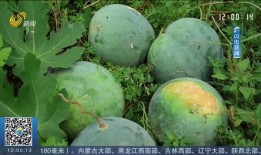 北龙湖吃瓜视频,揭秘网红美食背后的故事