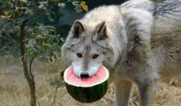 孤狼吃瓜,揭秘娱乐圈背后的秘密与真相