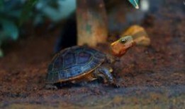 吃瓜污龟,揭秘网络热词背后的趣味与争议