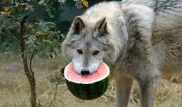 飞鼠吃不吃莫斯瓜,揭秘飞鼠的饮食习惯