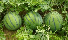 吃西瓜你吃吸瓜,吸瓜，尽享夏日清凉