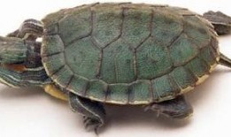 草龟吃瓜么,探究它们对瓜类食物的喜爱程度