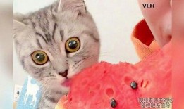 吃蜜瓜的小猫,小猫品尝蜜瓜的可爱瞬间
