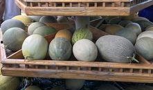 吃瓜 新疆,探寻瓜果飘香的地域风情