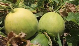 香瓜演唱会吃瓜,一场别开生面的“吃瓜”盛宴