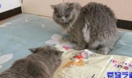 胖猫有瓜吃,揭秘胖猫美食生活