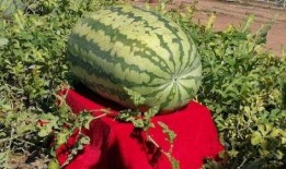 开窗吃瓜恐怖传说,揭秘恐怖传说背后的惊悚真相