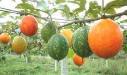 吃吊瓜养胃吗,传统食疗新发现