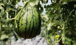 吃茄瓜有什么害处,茄瓜过量食用可能带来的健康隐患