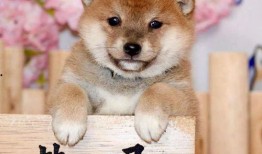 吃瓜柴柴犬,揭秘网红宠物的日常趣事