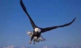 大鹰哥吃瓜,揭秘娱乐圈幕后故事