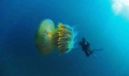 大瓜水母吃小瓜水母,一场水下的生存之战