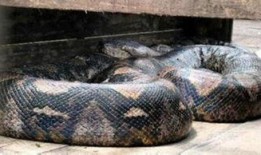 蛇佛吃瓜视频,揭秘神秘生物的趣味食性