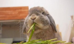 兔子可以吃土瓜吗,兔子适宜食用土瓜吗？营养分析及食用建议