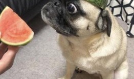 表情包方舟吃瓜