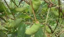 六月瓜怎么吃,解锁夏日清新美味