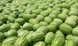 吃瓜小金枣,甜蜜背后的故事