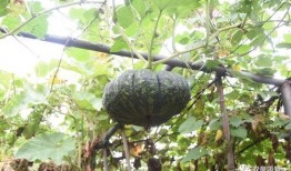 鹞子吃瓜了,一场意外的生态奇观