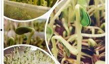 荞麦吃瓜,探寻传统美食的新篇章