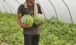 小市民吃瓜,揭秘日常生活中的趣味八卦