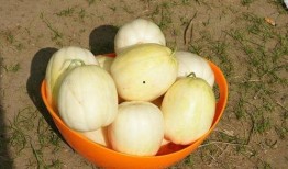 香瓜演唱会吃瓜,一场别开生面的“吃瓜”盛宴