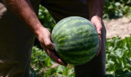 接委托吃瓜,一场全民参与的娱乐盛宴