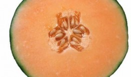 猪吃哈密瓜可以吃吗,探究猪的饮食习惯与哈密瓜的适宜性