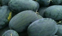 湖北武汉吃瓜,夏日食趣尽享